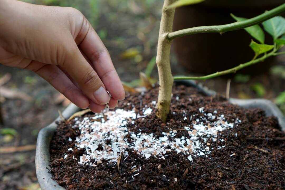 কোন ধরনের গাছের জন্য ডিমের খোসা উপকারী