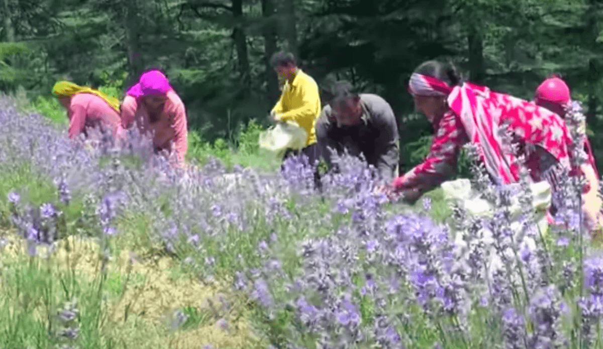 বাংলাদেশে ল্যাভেন্ডার ফার্ম lavender farm এর জন্য করণীয়