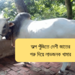 অল্প পুঁজিতে দেশী জাতের গরু