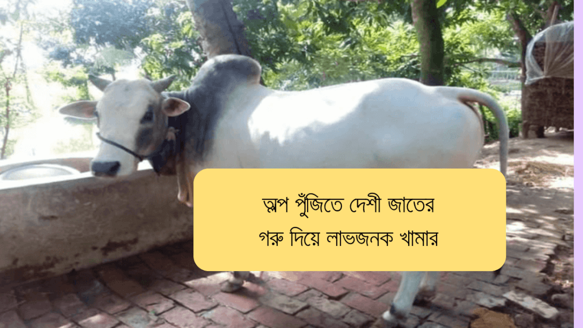 অল্প পুঁজিতে দেশী জাতের গরু