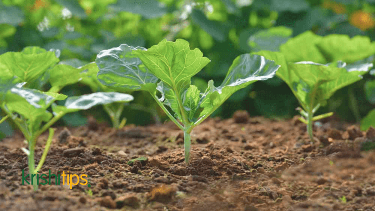 এটেল মাটিতে ভালো হয় এমন ফসল