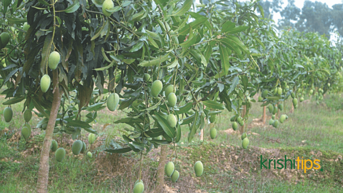 চারা রোপণের সময় ও পদ্ধতি