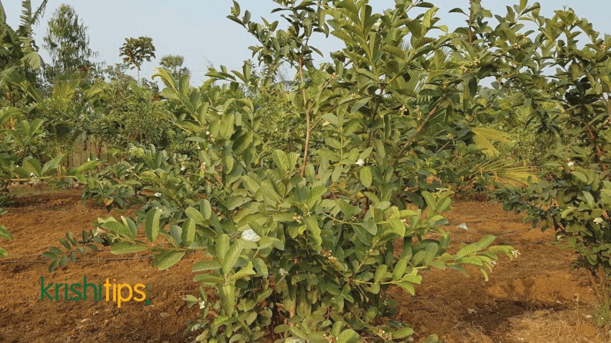 পেয়ারা চাষ পদ্ধতি