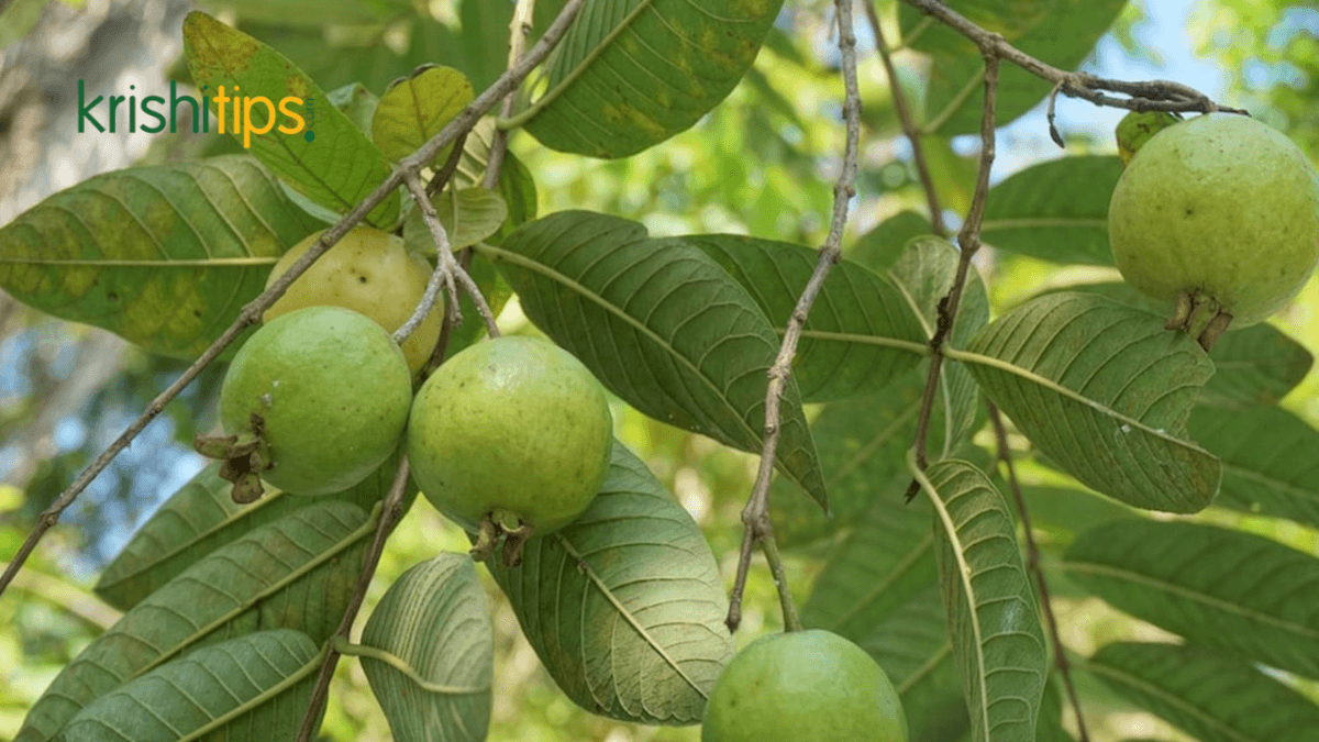 সার ও সেচ ব্যবস্থাপনা