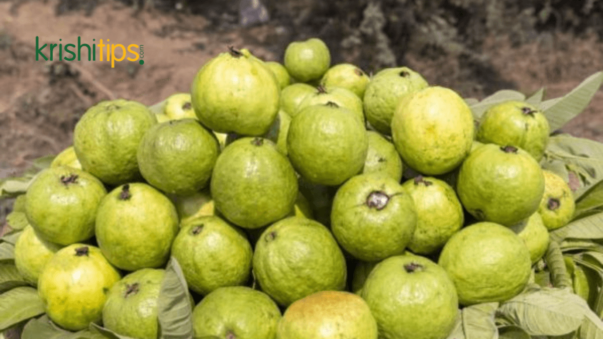 পেয়ারা সংগ্রহ ও বিপণন