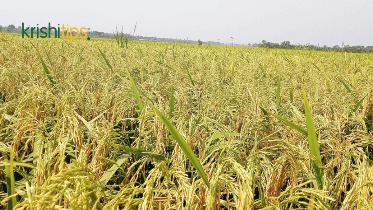 আগাছা নিয়ন্ত্রণ