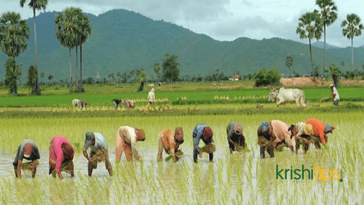 সেচ ব্যবস্থা