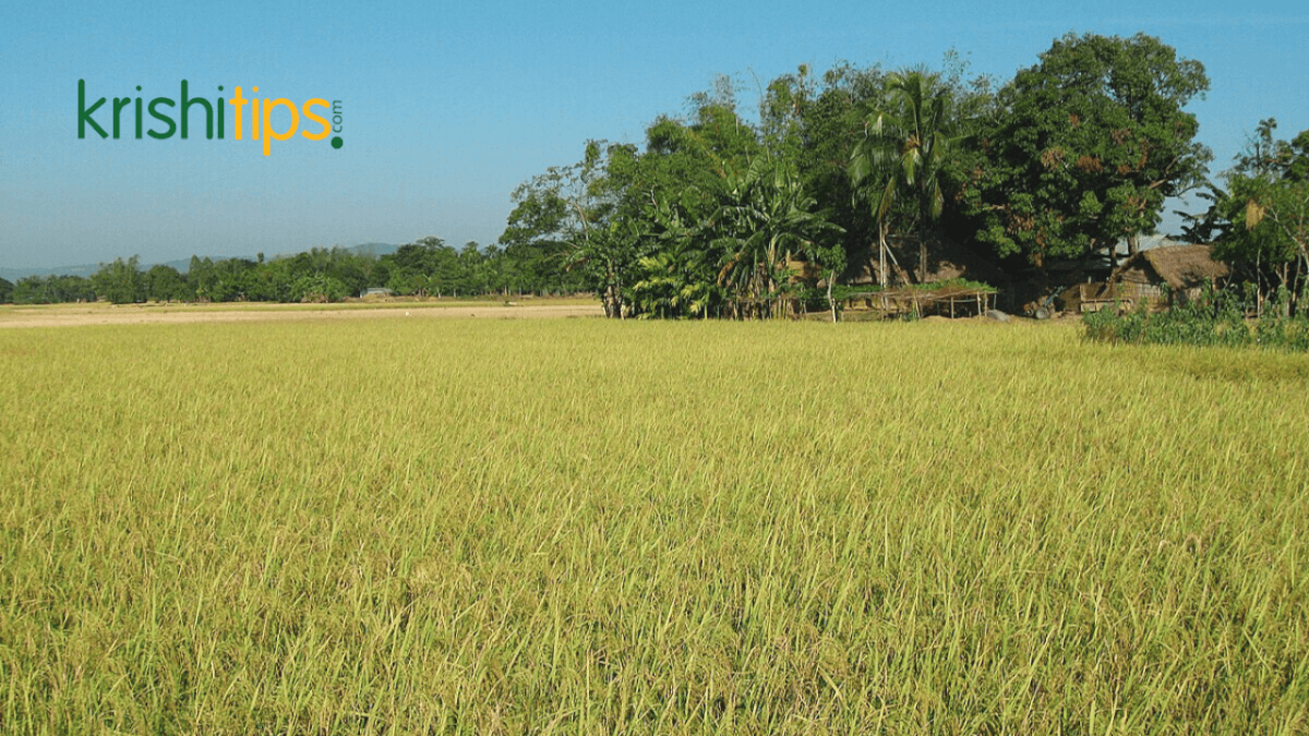 জমি নির্বাচন ও প্রস্তুতি