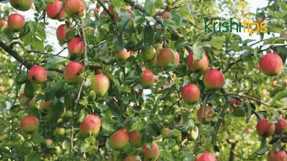 ছাদে আপেল চাষের অর্থনৈতিক সম্ভাবনা