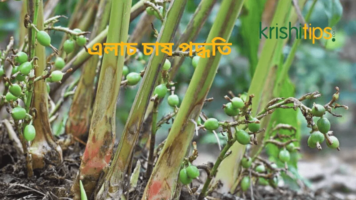 এলাচ চাষ পদ্ধতি