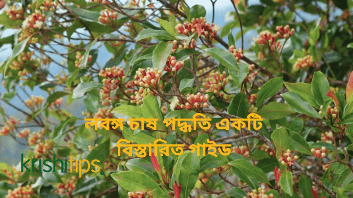 লবঙ্গ চাষ পদ্ধতি