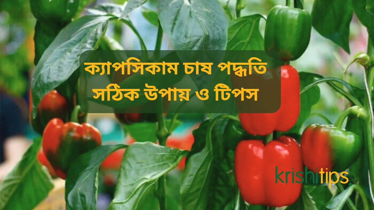 ক্যাপসিকাম চাষ পদ্ধতি