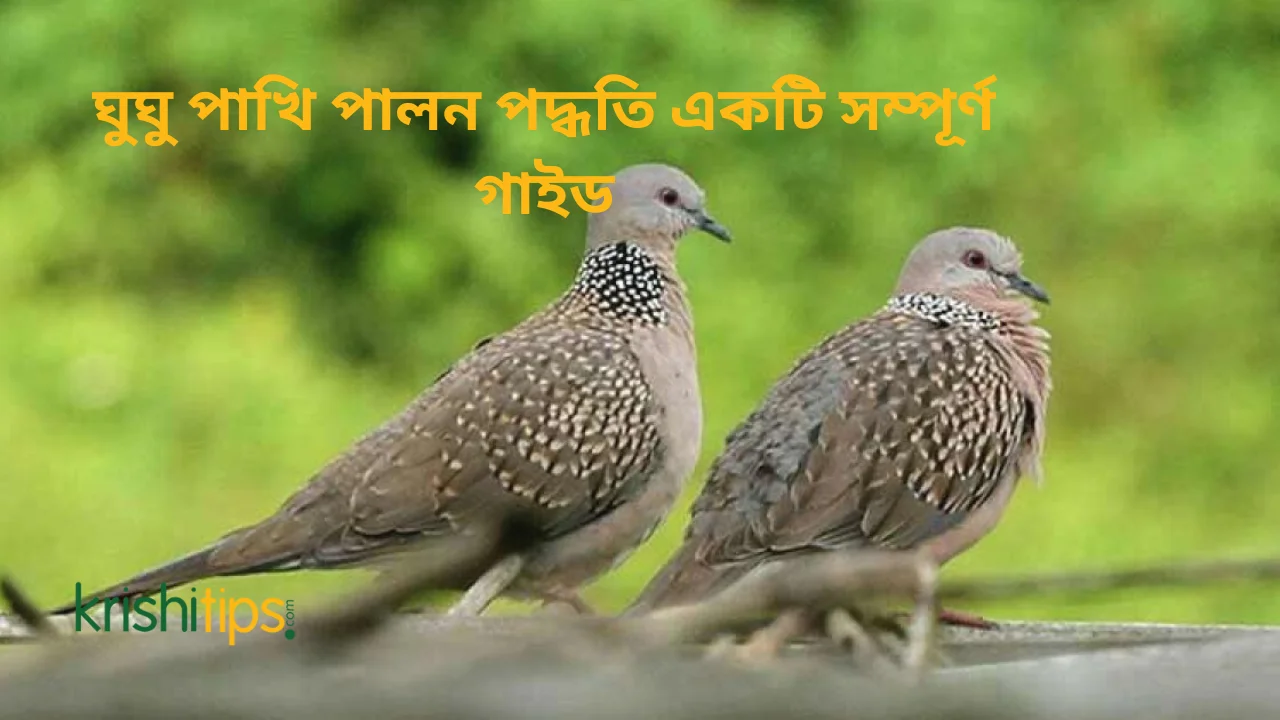 ঘুঘু পাখি পালন পদ্ধতি