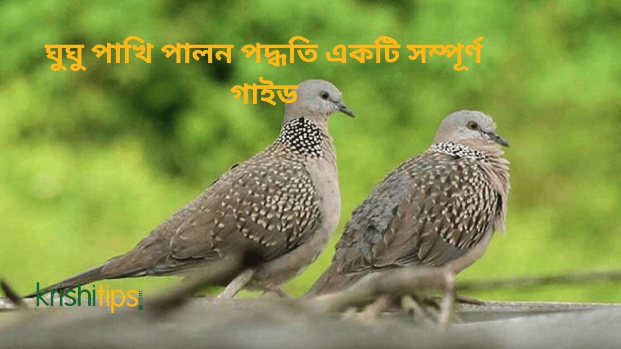 ঘুঘু পাখি পালন পদ্ধতি