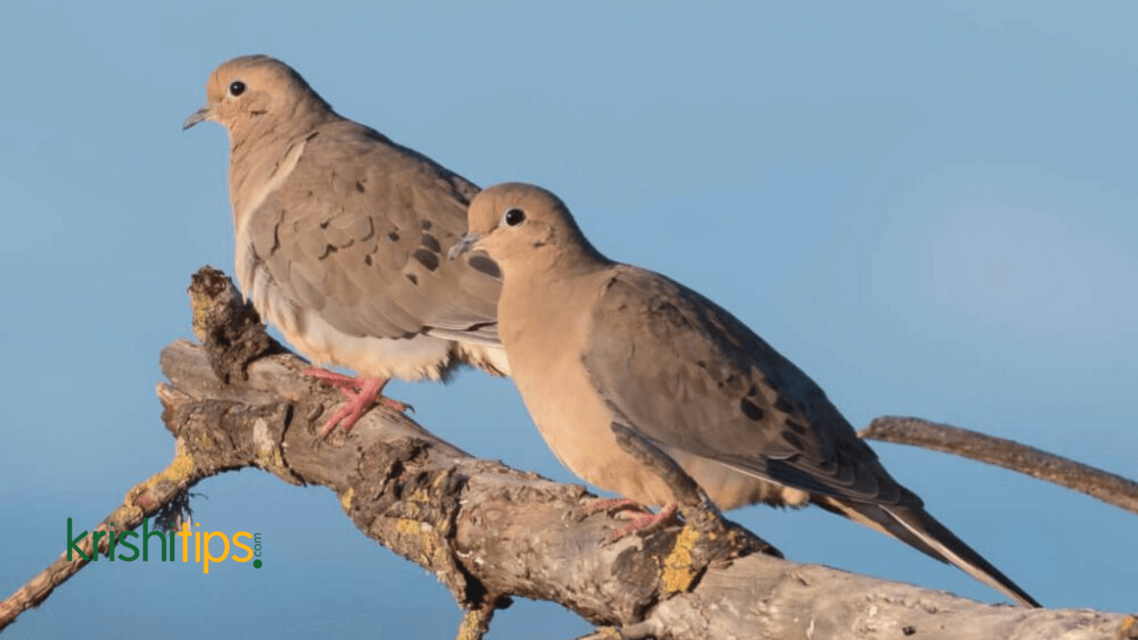 ঘুঘু পাখির পরিচিতি