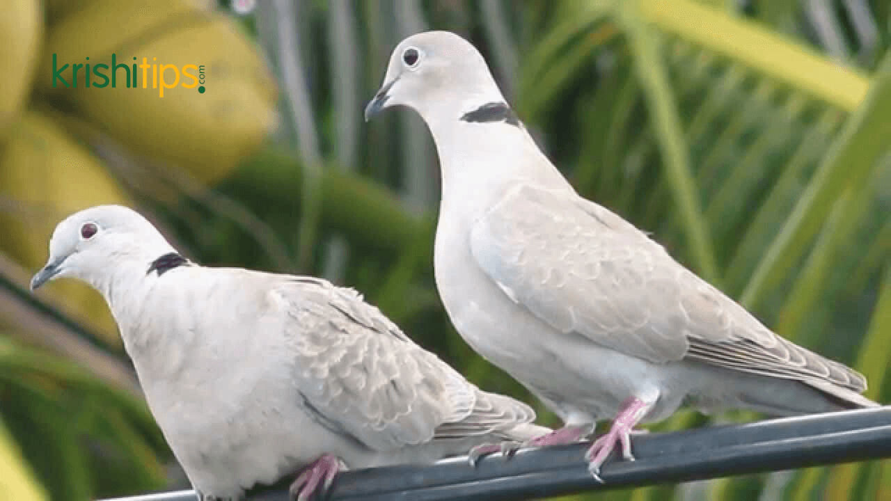 ঘুঘু পাখির খাঁচা তৈরি ও পরিচালনা