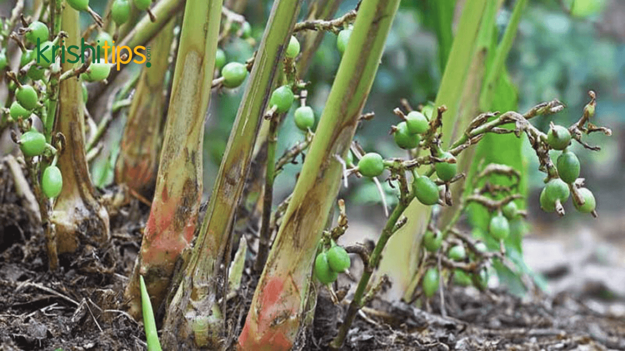 টবে এলাচ চাষ কেন করবেন