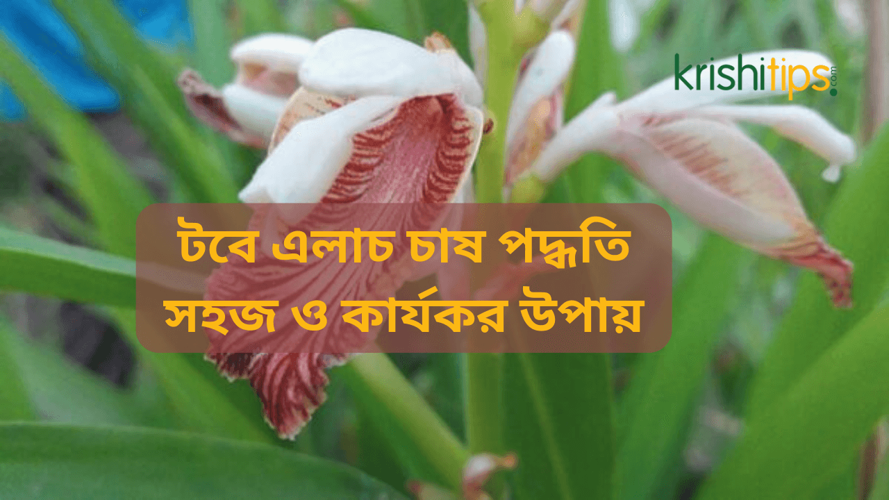 টবে এলাচ চাষ পদ্ধতি