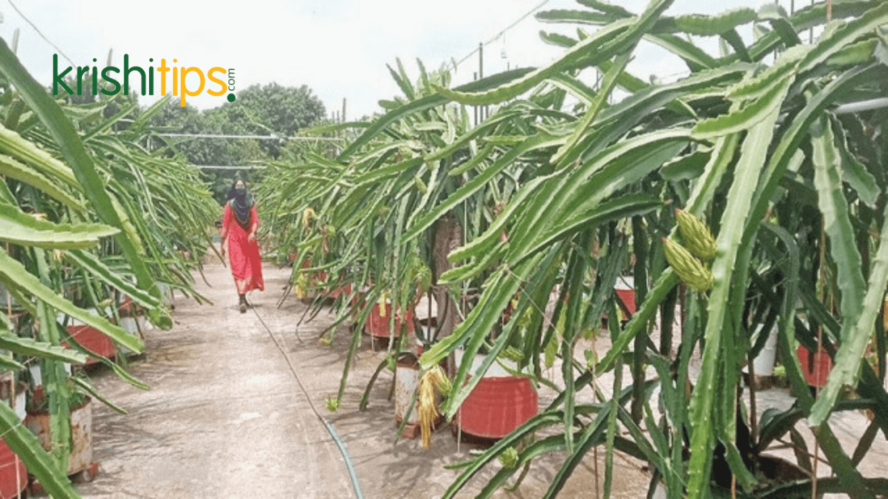 টবে ড্রাগন ফলের গাছ লাগানোর পদ্ধতি