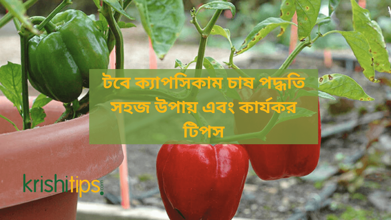 টবে ক্যাপসিকাম চাষ পদ্ধতি