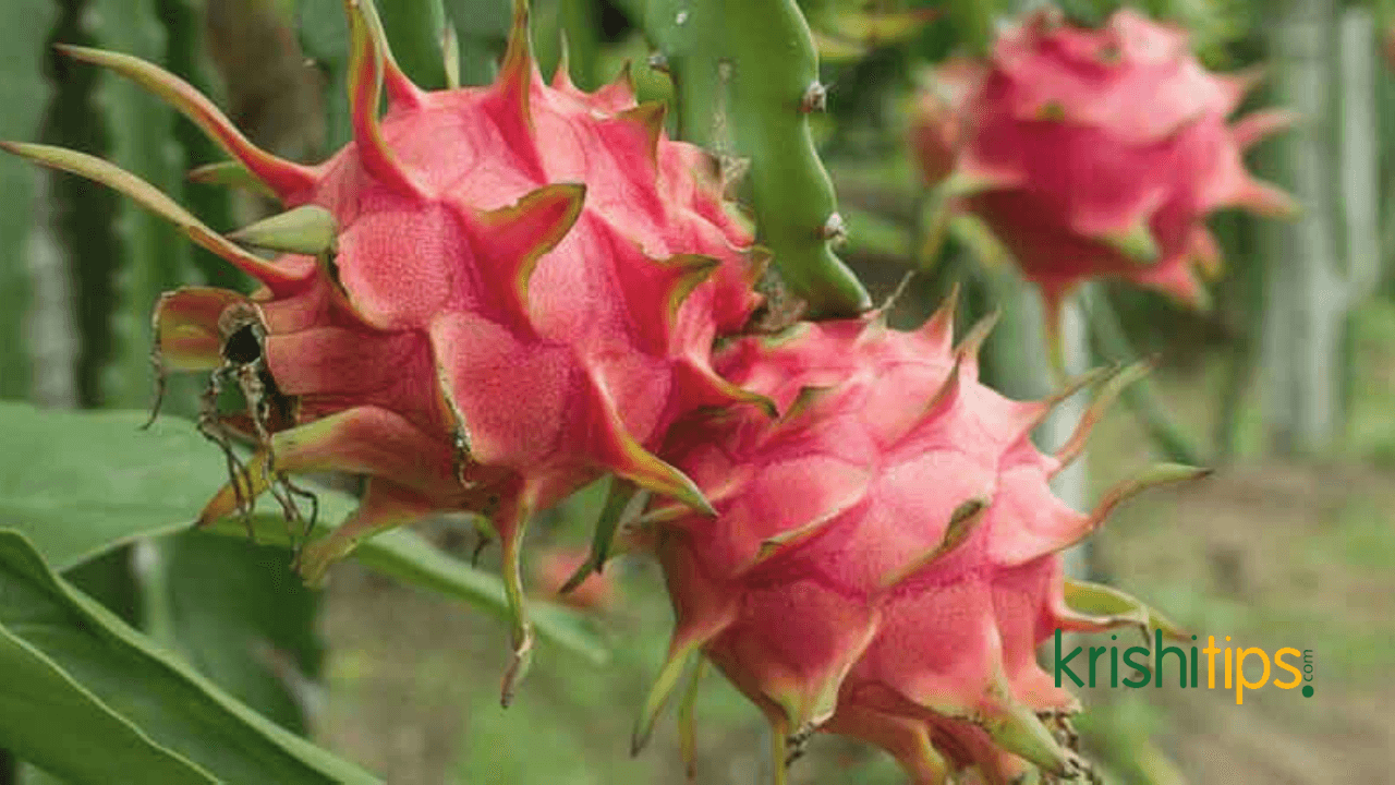 ড্রাগন ফল চাষের ধাপসমূহ