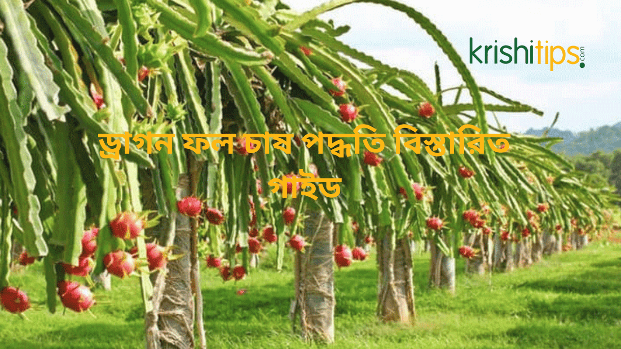 ড্রাগন ফল চাষ পদ্ধতি